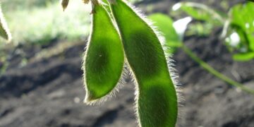 May Premiums Hit New Highs