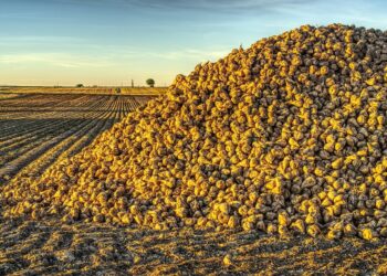 Mario Pitts Continually Looks To Improve Sustainability Practices On His Western Sugar Farm