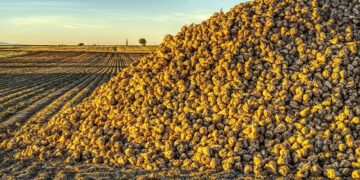 Mario Pitts Continually Looks To Improve Sustainability Practices On His Western Sugar Farm