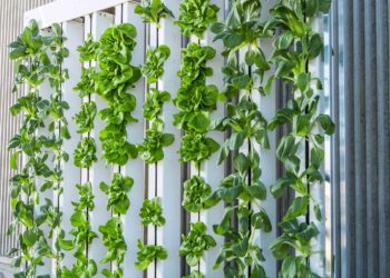 Attend The 2-Day Virtual Indoor Agriculture Financing Program