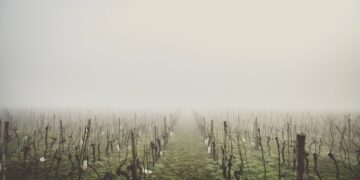 The Vineyards Challenging China’s Great Green Wall