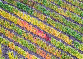 Smartphone App Predicts Vineyard Yields