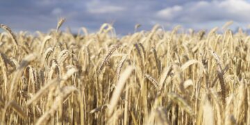 Russian Feed Industry Investment Slowing