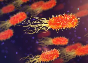 UN Groups Developing Plan To Prevent Animal To Human Diseases