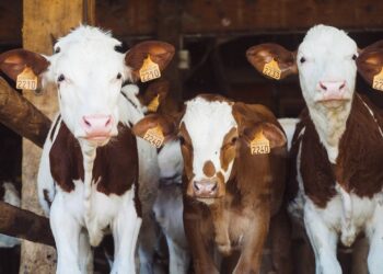 USDA to Begin Work to Strengthen Enforcement of the Packers and Stockyards Act