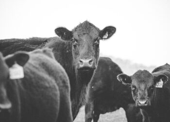 Fighting Big Livestock Operations Gets Tougher