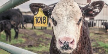 Mentors Help Alleviate Fear For Livestock Novices