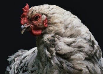Watchdog Welcomes Poultry Imports Decision, Slams Price Gouging