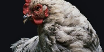 Watchdog Welcomes Poultry Imports Decision, Slams Price Gouging