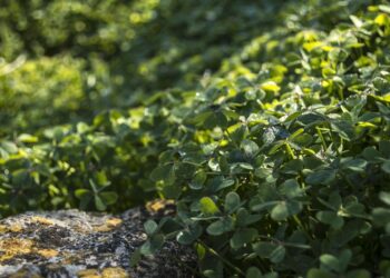Sign-Up Period for Cover Crop Program Begins July 1