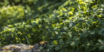 Sign-Up Period for Cover Crop Program Begins July 1