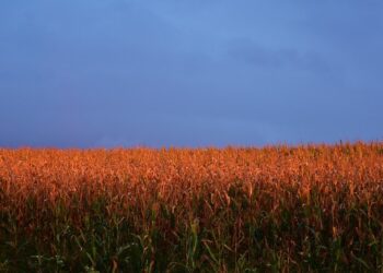 Impact Of Double Cropping