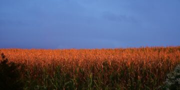 Impact Of Double Cropping
