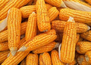 Corn: 8-Year Low In Supply Could See Rally’s Drumbeat Get Louder