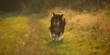 Dog Ejected From Car Went Missing for Days, Was Later Found Herding Sheep