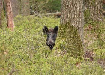 Montana Trying To Prevent Canadian Feral Hog Invasion