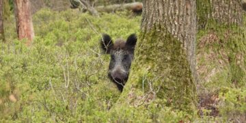 Montana Trying To Prevent Canadian Feral Hog Invasion
