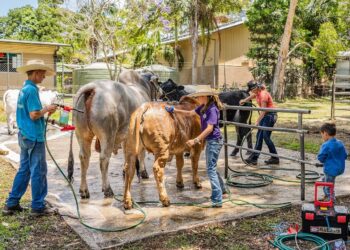 AgFest Livestock Show, Auction Starts June 11