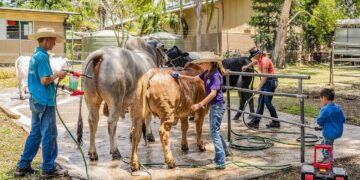 AgFest Livestock Show, Auction Starts June 11