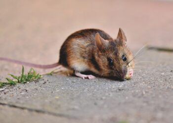 Mouse Numbers Stabilise With Cold Weather, But Plague Is Not Over Yet