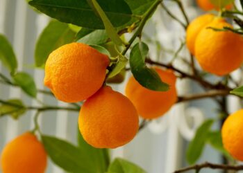 Outlook For Florida’s Citrus Growers Improves