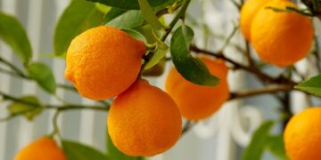 Outlook For Florida’s Citrus Growers Improves