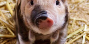 World Pork Expo Showcases Top Pork Priorities