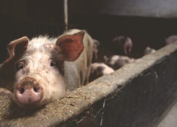 Falling Pork Prices Hurt Chinese Pig Farmers, Us Soybean Exporters