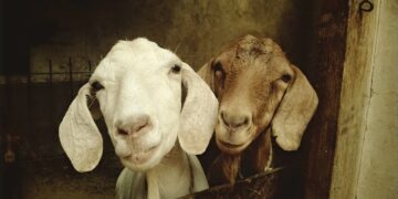 Extension To Host Goat, Sheep Internal Parasites Webinar
