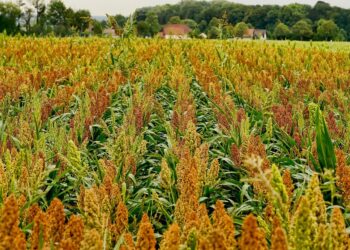 US Corn, Sorghum Exports Up