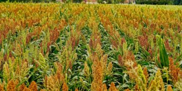 US Corn, Sorghum Exports Up