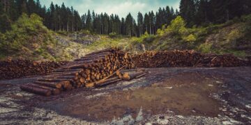 Positive Impact Of Timber And Agriculture In New Sustainability Report