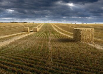 Cargill’s Sanfeliu Sees “Mini-Supercycle” for Crop Markets, as China’s Pig Herd Expands • Farm Policy News