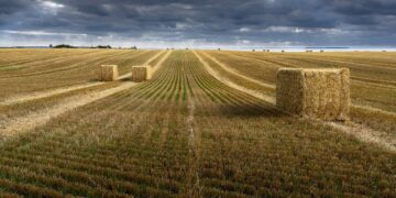 Cargill’s Sanfeliu Sees “Mini-Supercycle” for Crop Markets, as China’s Pig Herd Expands • Farm Policy News