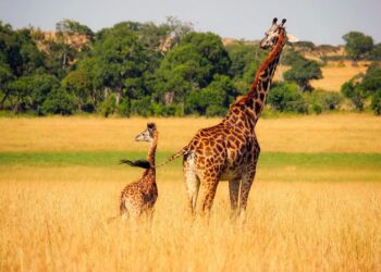 Bill Gates Should Stop Telling Africans What Kind of Agriculture Africans Need