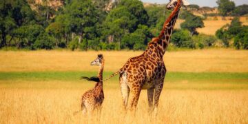 Bill Gates Should Stop Telling Africans What Kind of Agriculture Africans Need