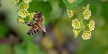 Beewise Launches First Smart Beehomes to Save Bees at Scale, Reversing the Global Decline of Bees and Pollen