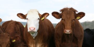 Endvick: Misleading ‘Product Of The USA’ Label Is Hurting American Farmers | Columns