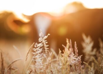 Interim Committee To Study Beef Commission