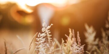 Interim Committee To Study Beef Commission