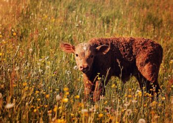 Tyson Puts Support Behind National Cattle Disease Traceability Systems