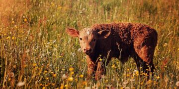 Tyson Puts Support Behind National Cattle Disease Traceability Systems