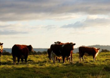 Drought-Stricken Livestock Producers Snapped Up Rangeland Insurance
