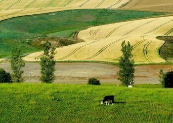 Protein PACT Initiative Launched by Animal Agriculture Groups