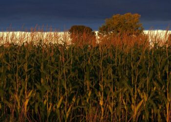 US Corn And Soybean Maladapted To Climate Variations, Study Shows