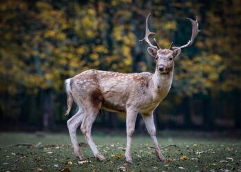 Minnesota Deer Hunters Group Wants To End Deer Farming