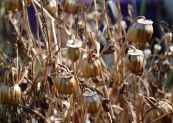 Drought Relief May Have Come Too Late For Farmers, Crop Insurance Agent Says