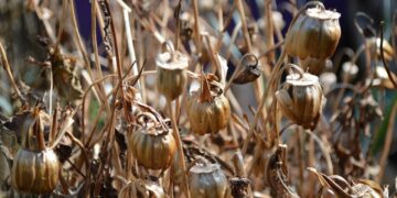 Drought Relief May Have Come Too Late For Farmers, Crop Insurance Agent Says