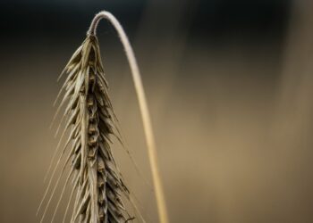 U.S. Pacific Northwest Heat Wave Bakes Wheat, Fruit Crops