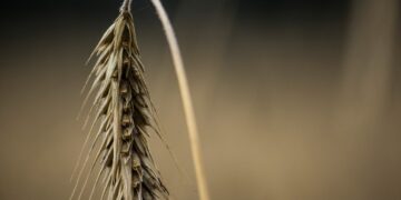 U.S. Pacific Northwest Heat Wave Bakes Wheat, Fruit Crops